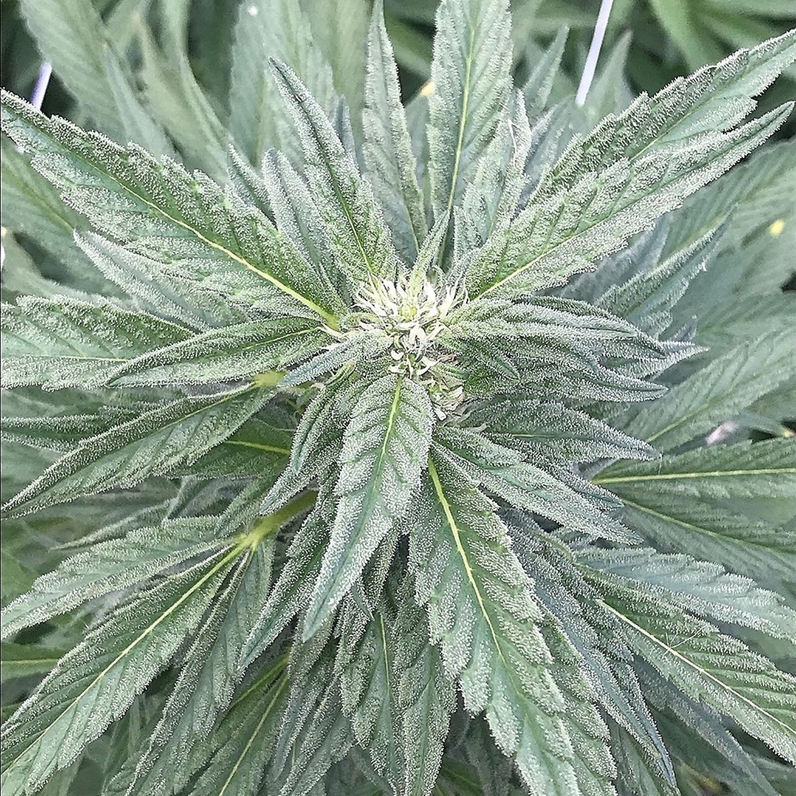 Oregon Roots: Blue Magoo