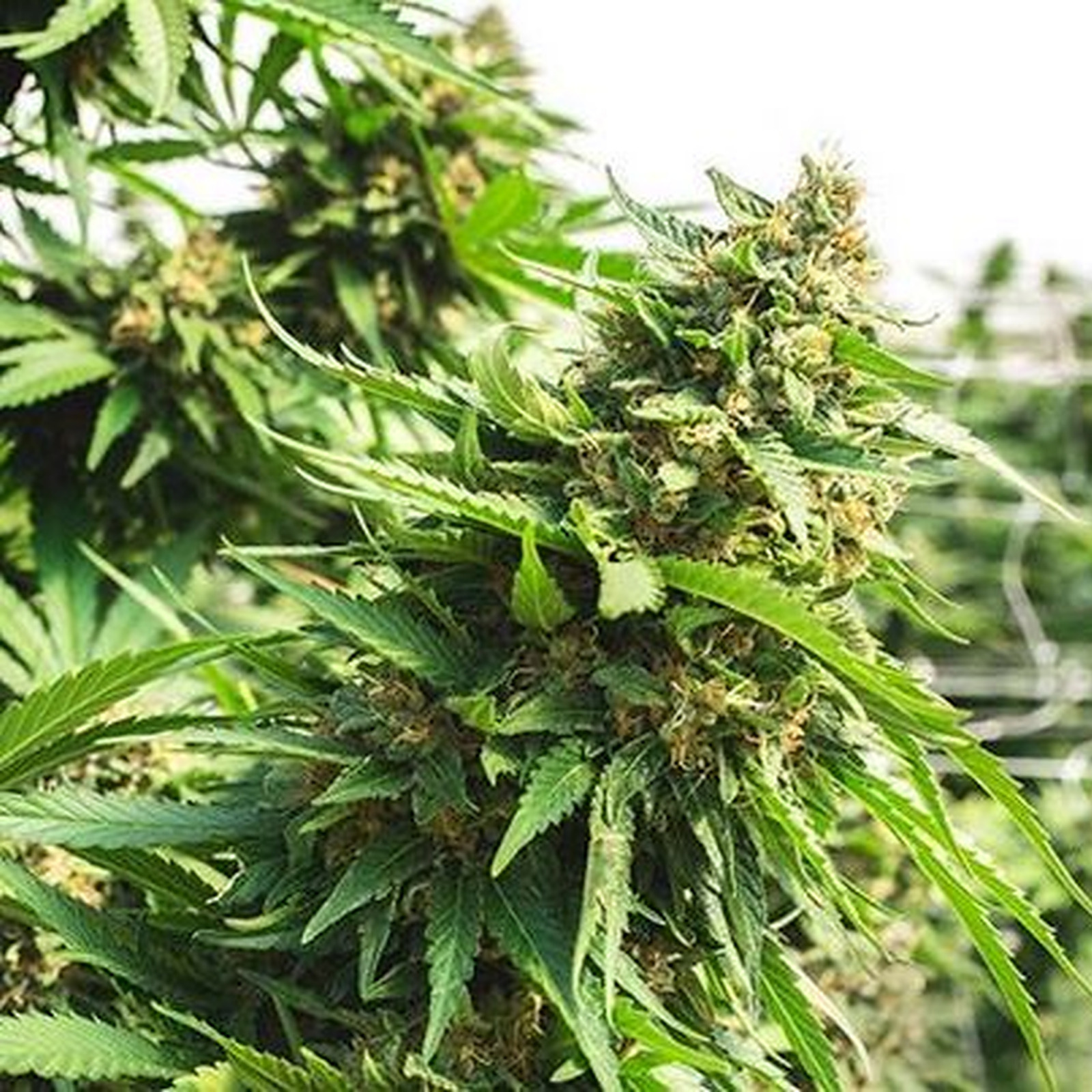 Frontier Farms: Green Crack