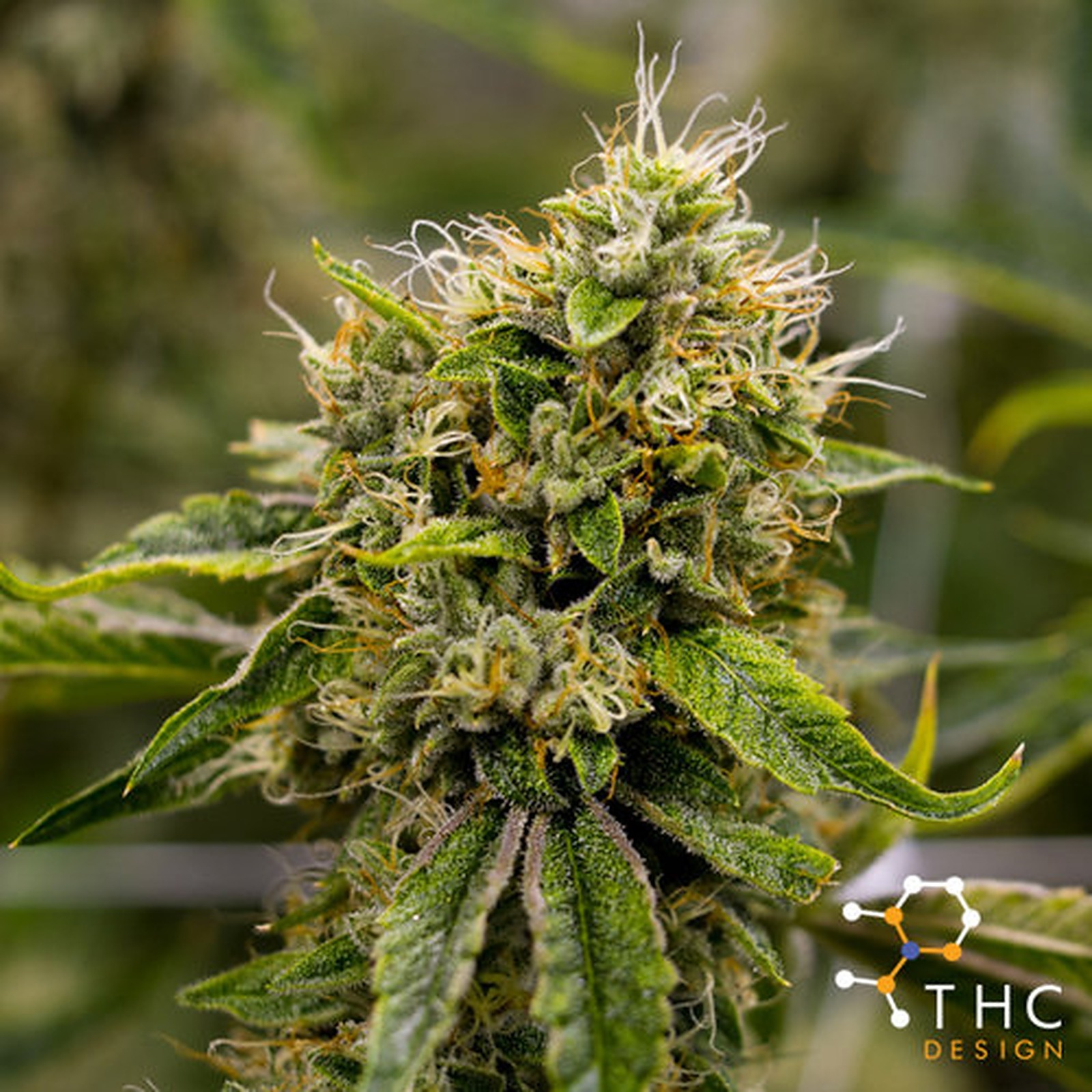 THC Design: Forging the Future of Cannabis | Leafly