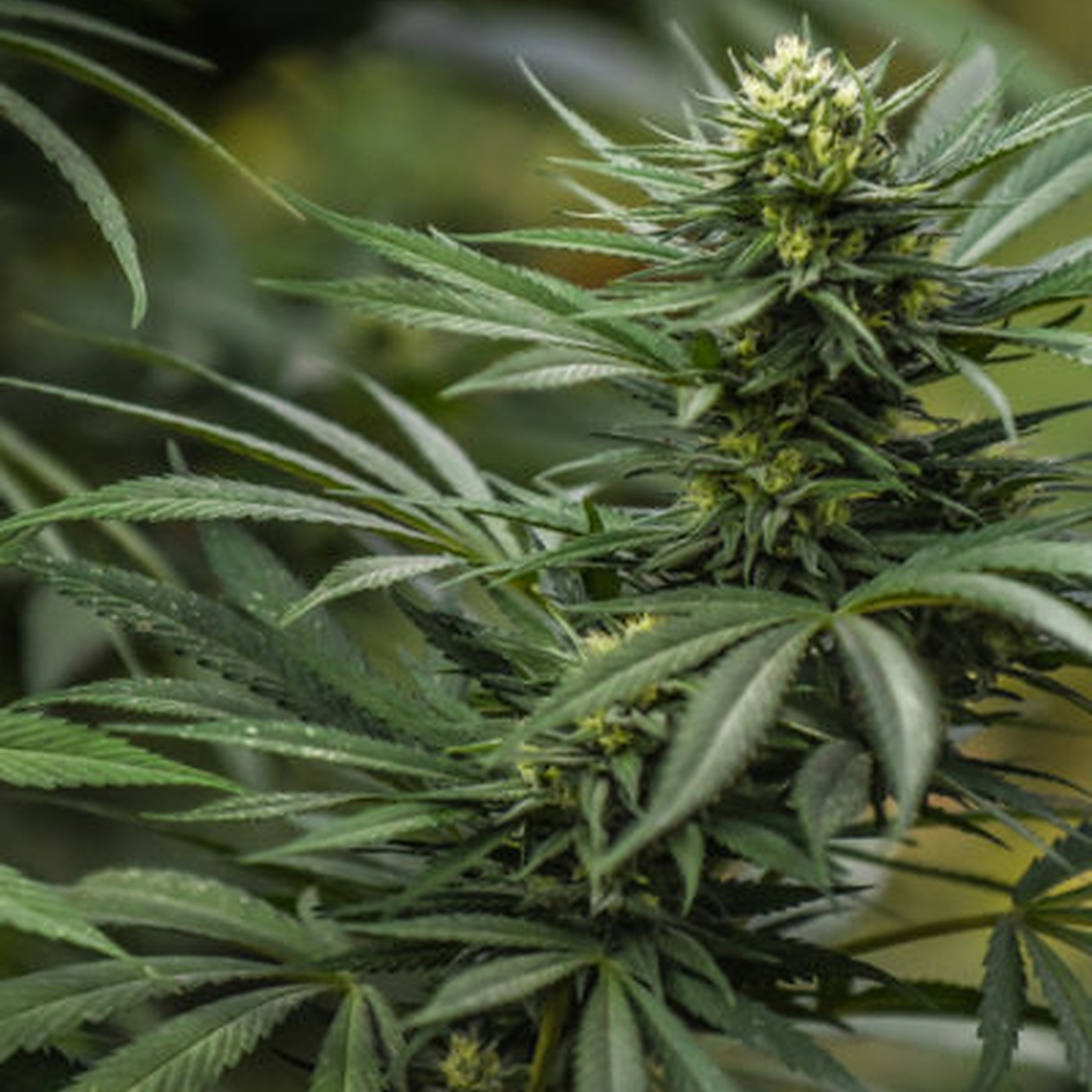 Relive severe nausea or vomiting caused by cancer treatment with Animal Cookies