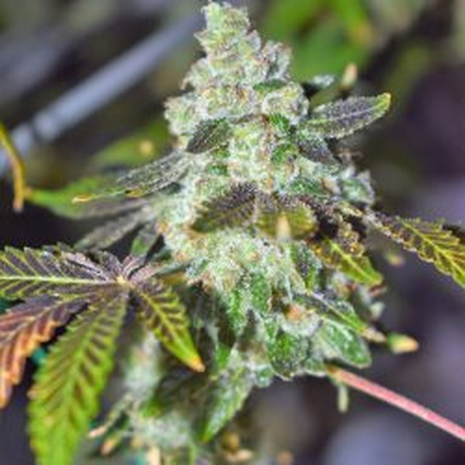 Sour Power OG Leafly