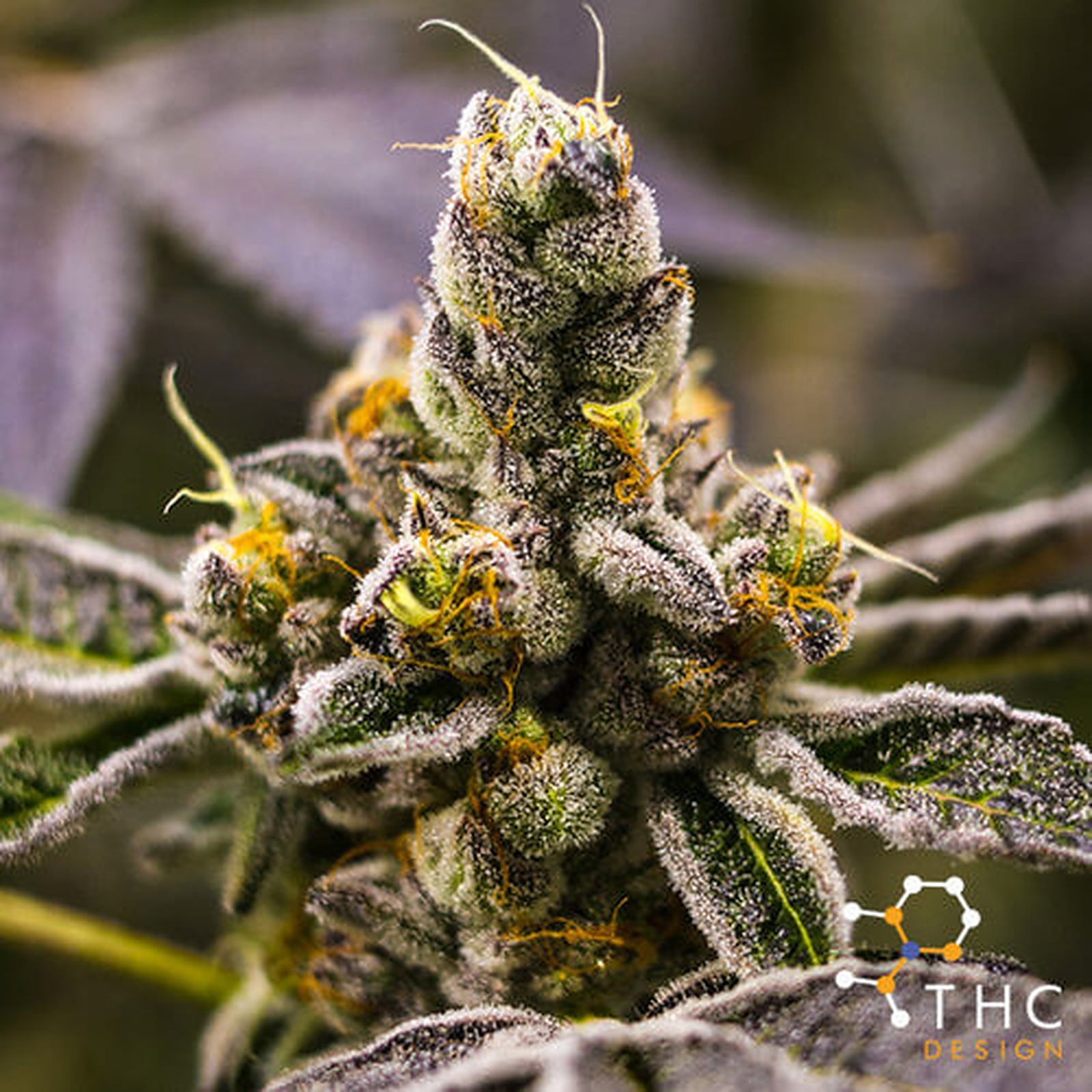 THC Design: Forging the Future of Cannabis | Leafly
