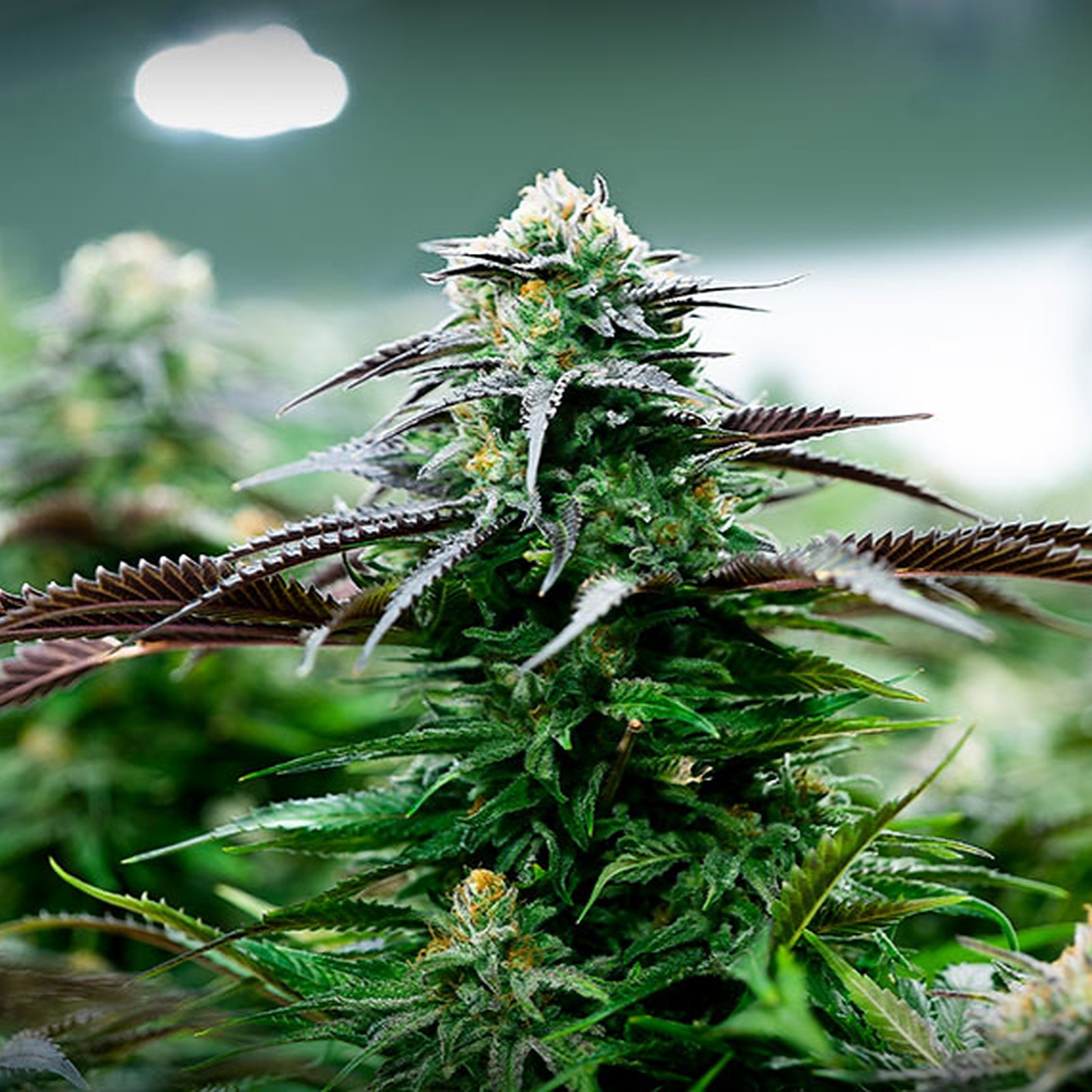 Leafly Strain - lw6n32f