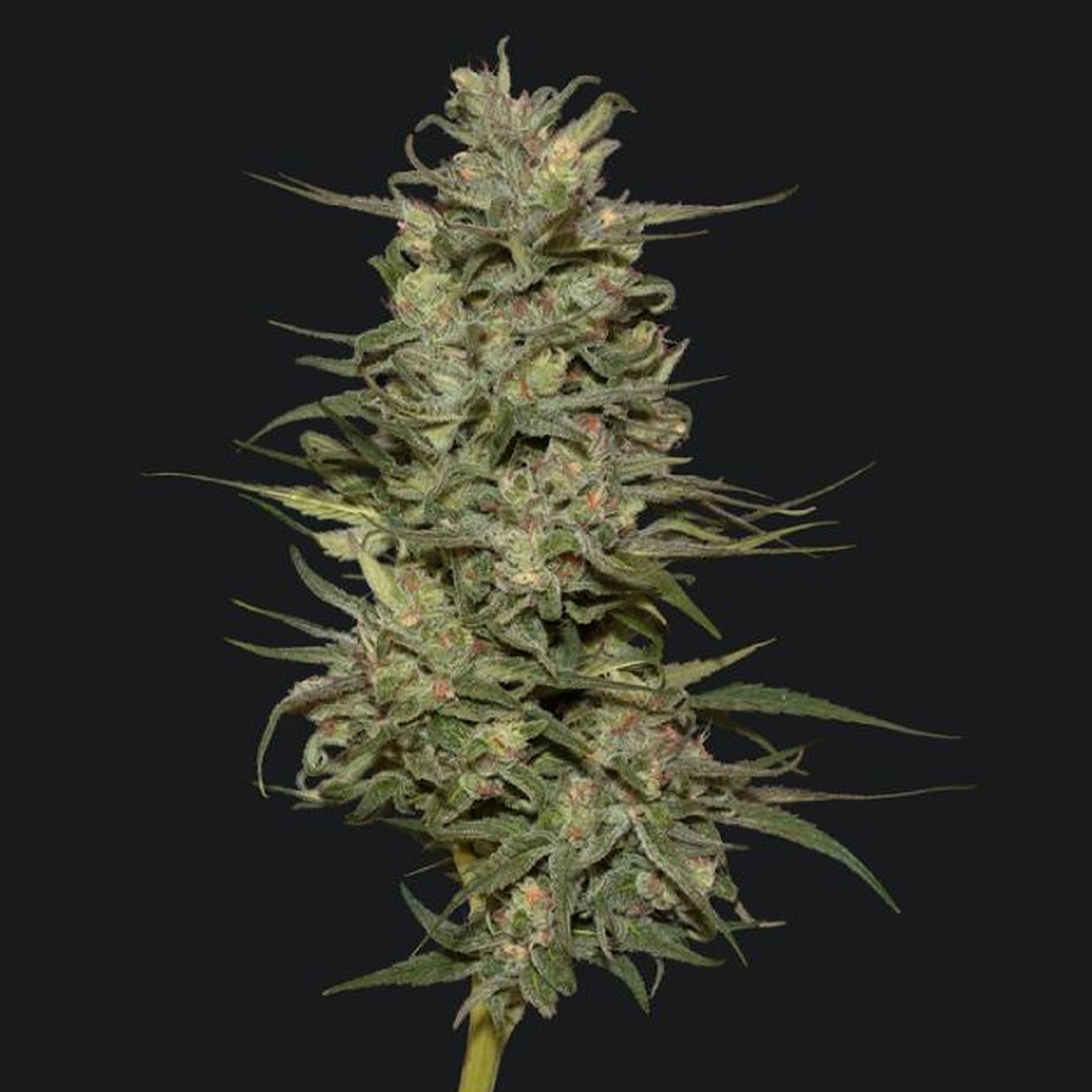Frontier Farms: Blue Dream