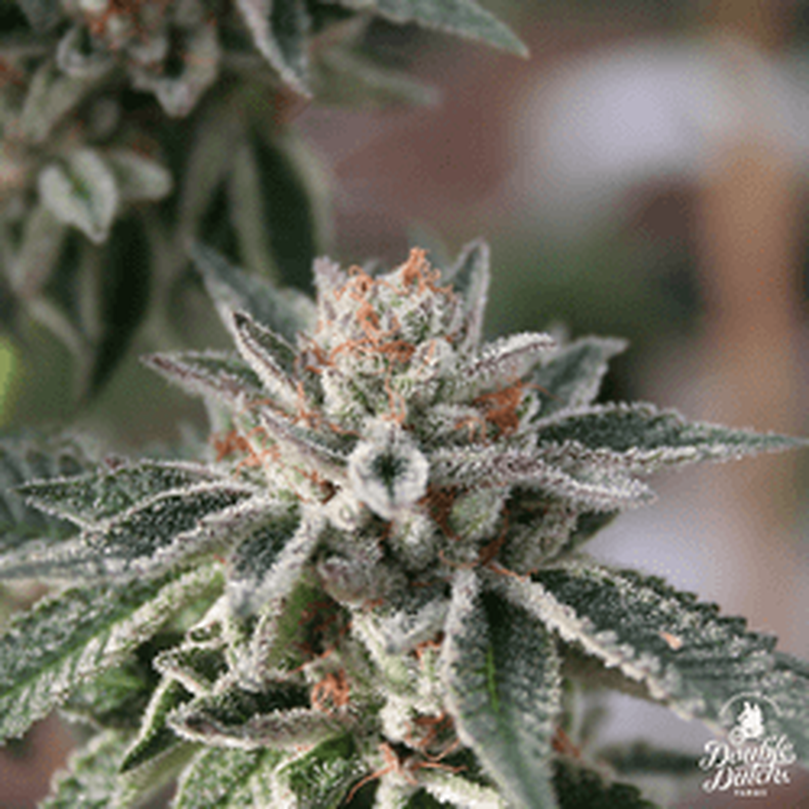 GSC Thin Mint Leafly