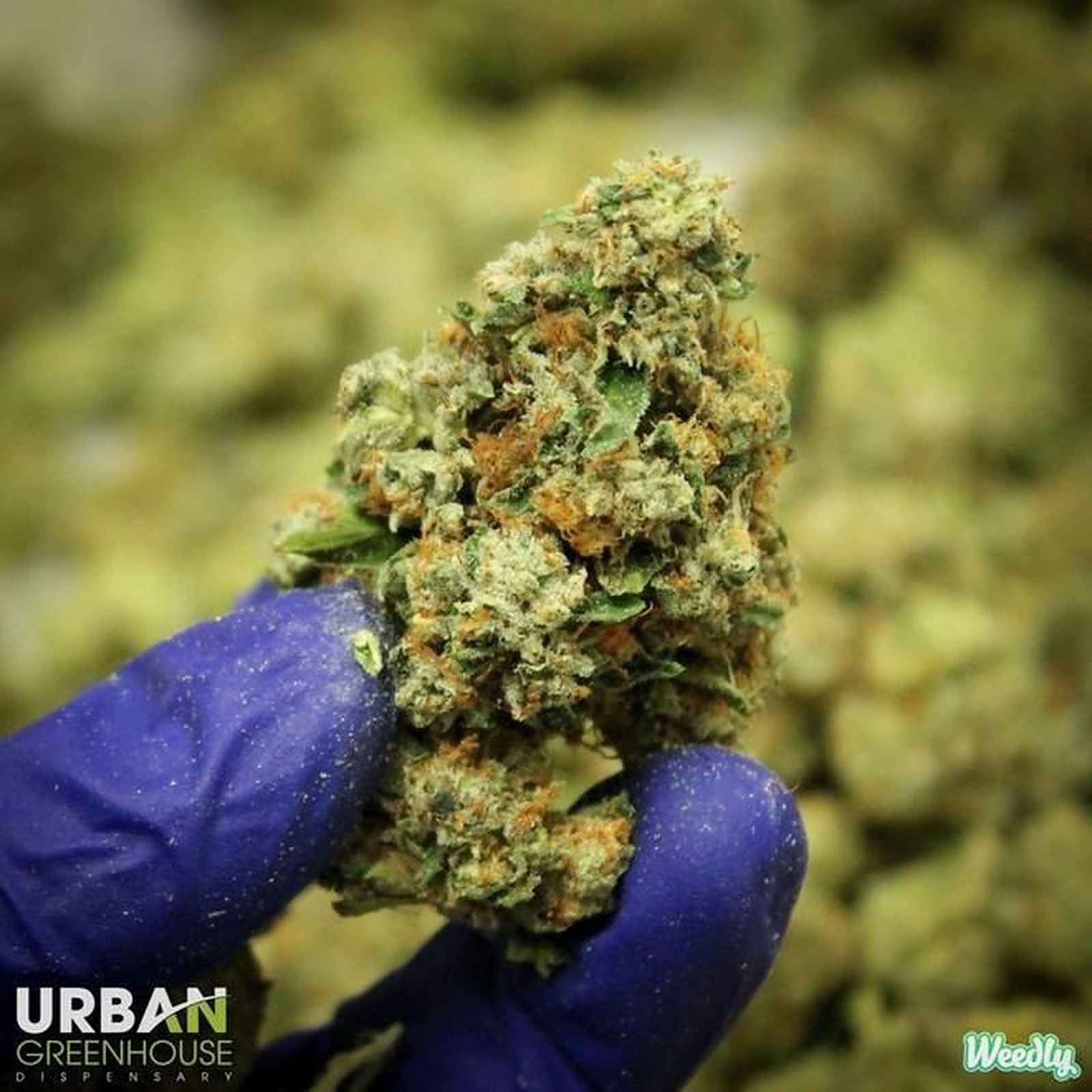 the flower shop phoenix leafly