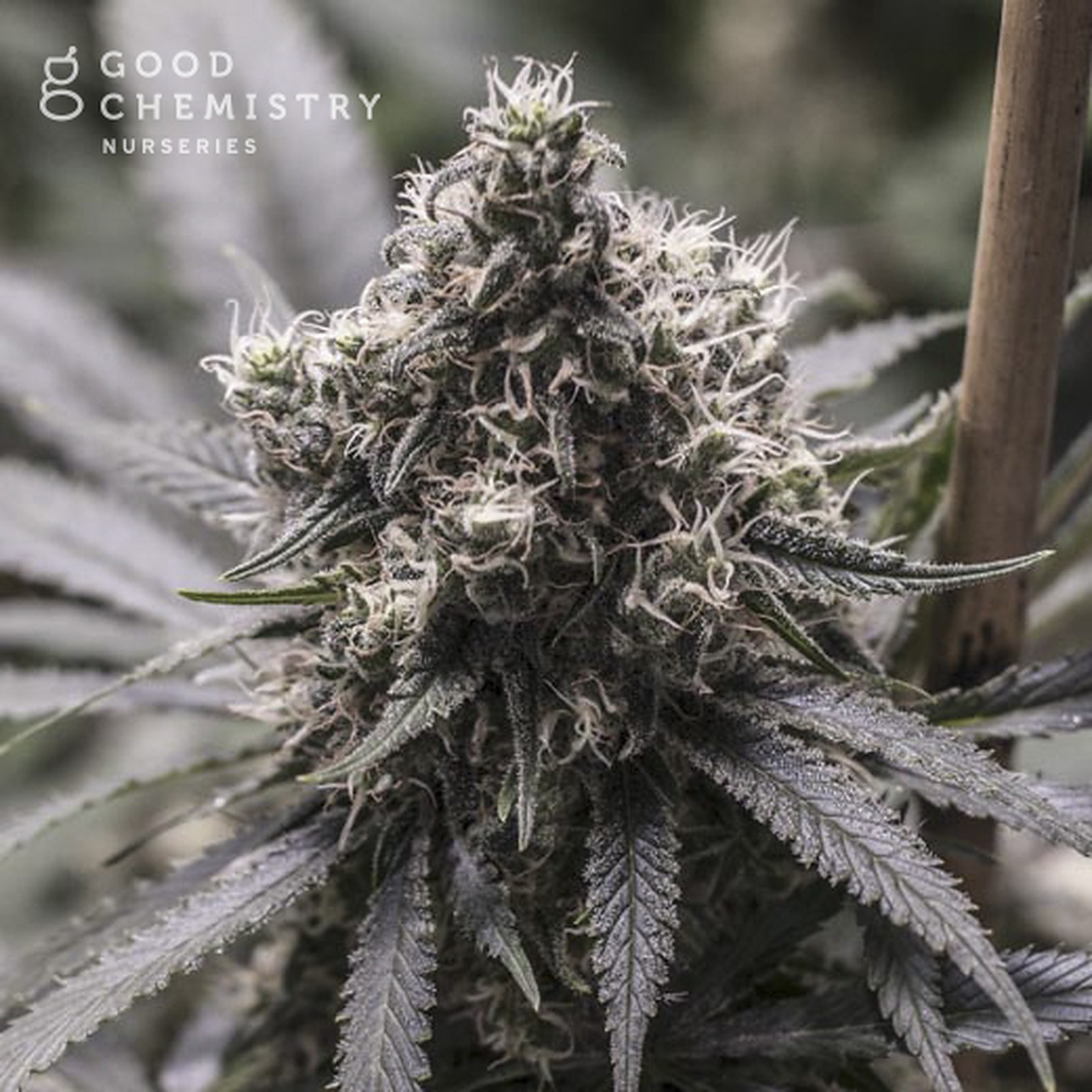 Colombian Gold '72 Leafly