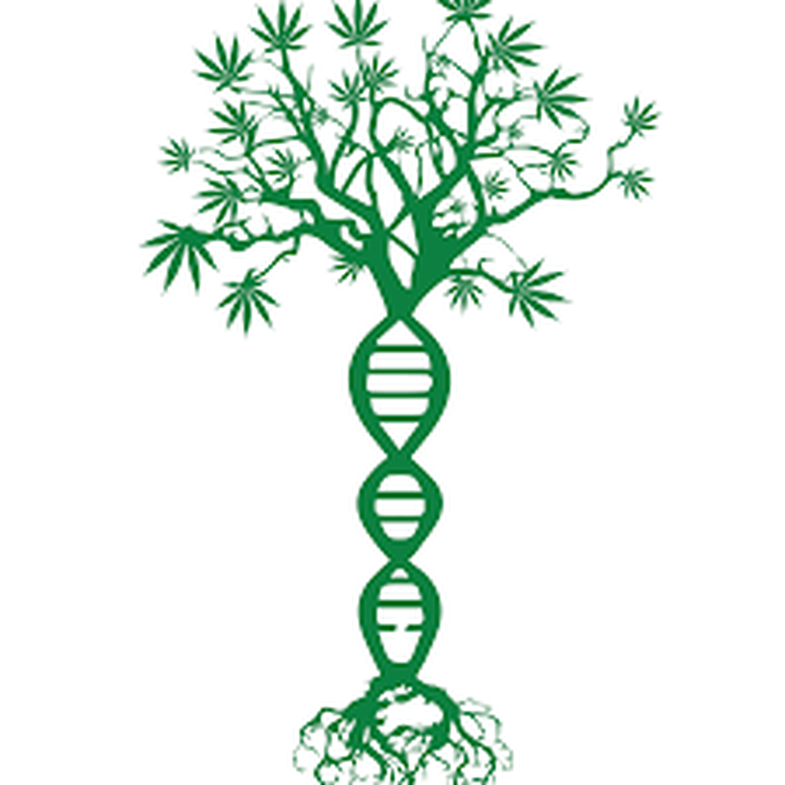 OG Cannabis South Fork Kush 19 1g Leafly