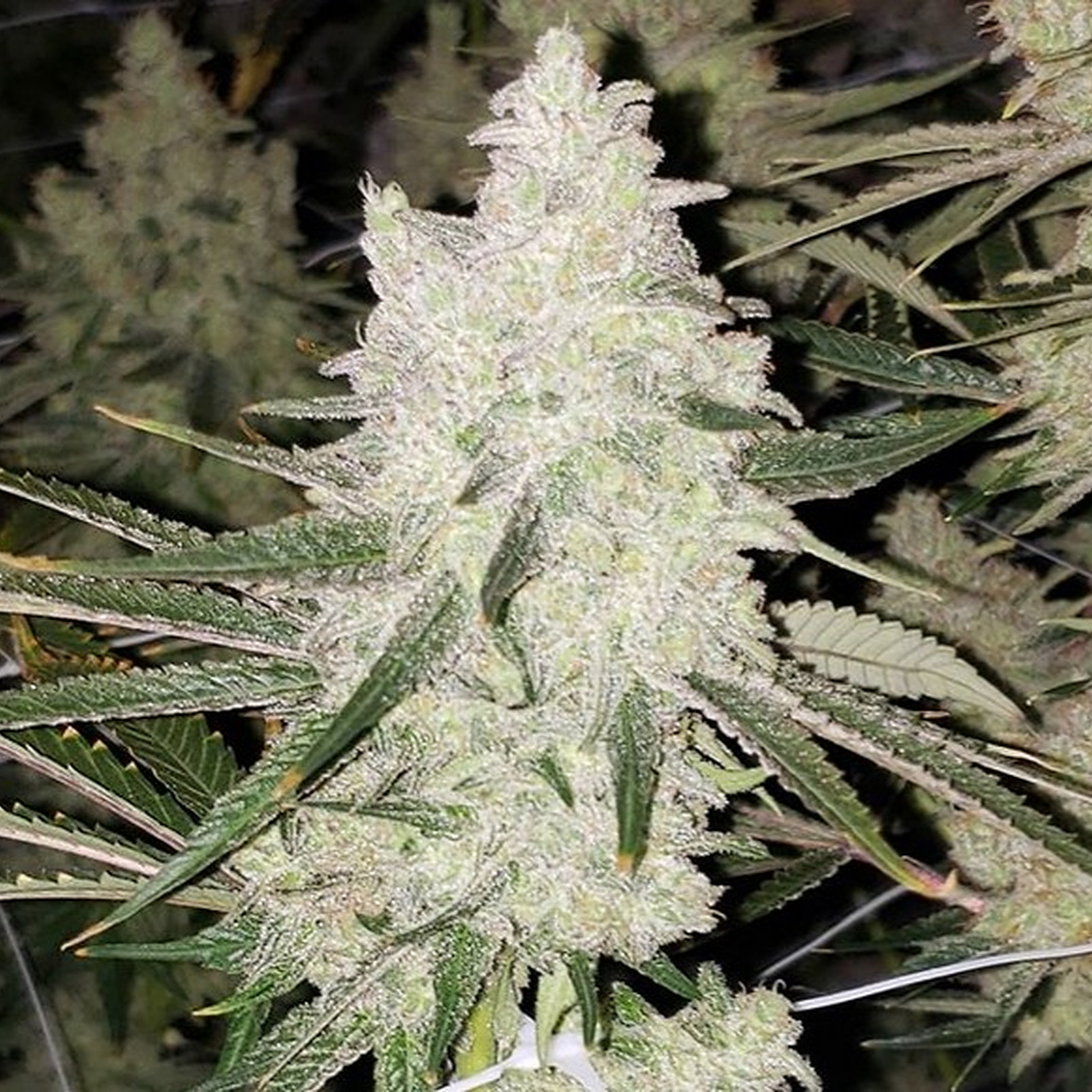 Lemon Cream Private Reserve Leafly