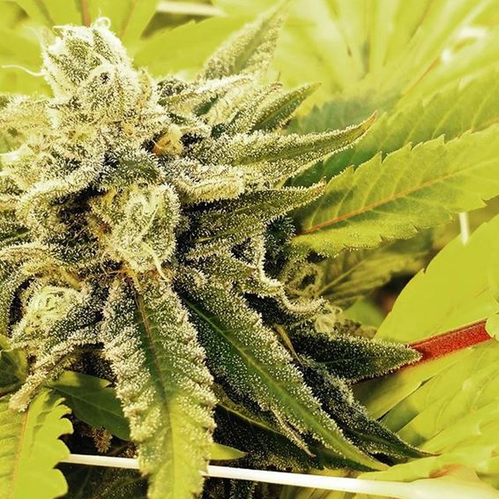 Forbidden Farms Maui Wowie Platinum Reserve Leafly