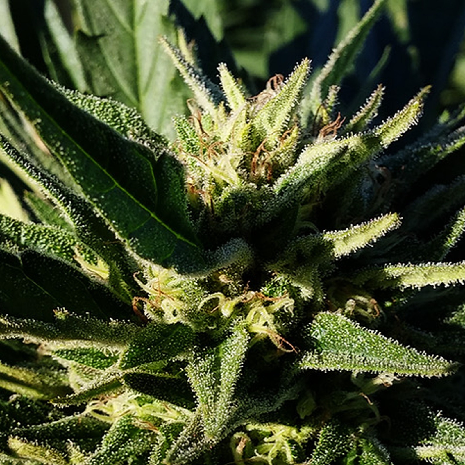 Pineapple Diesel Leafly