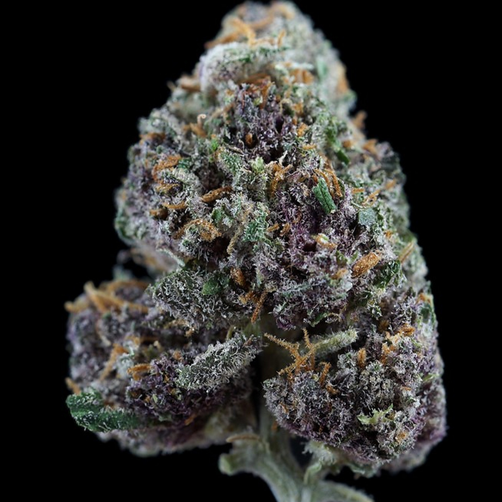 Blueberry Cheesecake Leafly