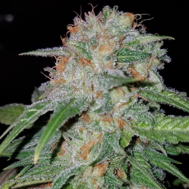 Emerald Valley Growers Pink Lemonade Diesel Leafly