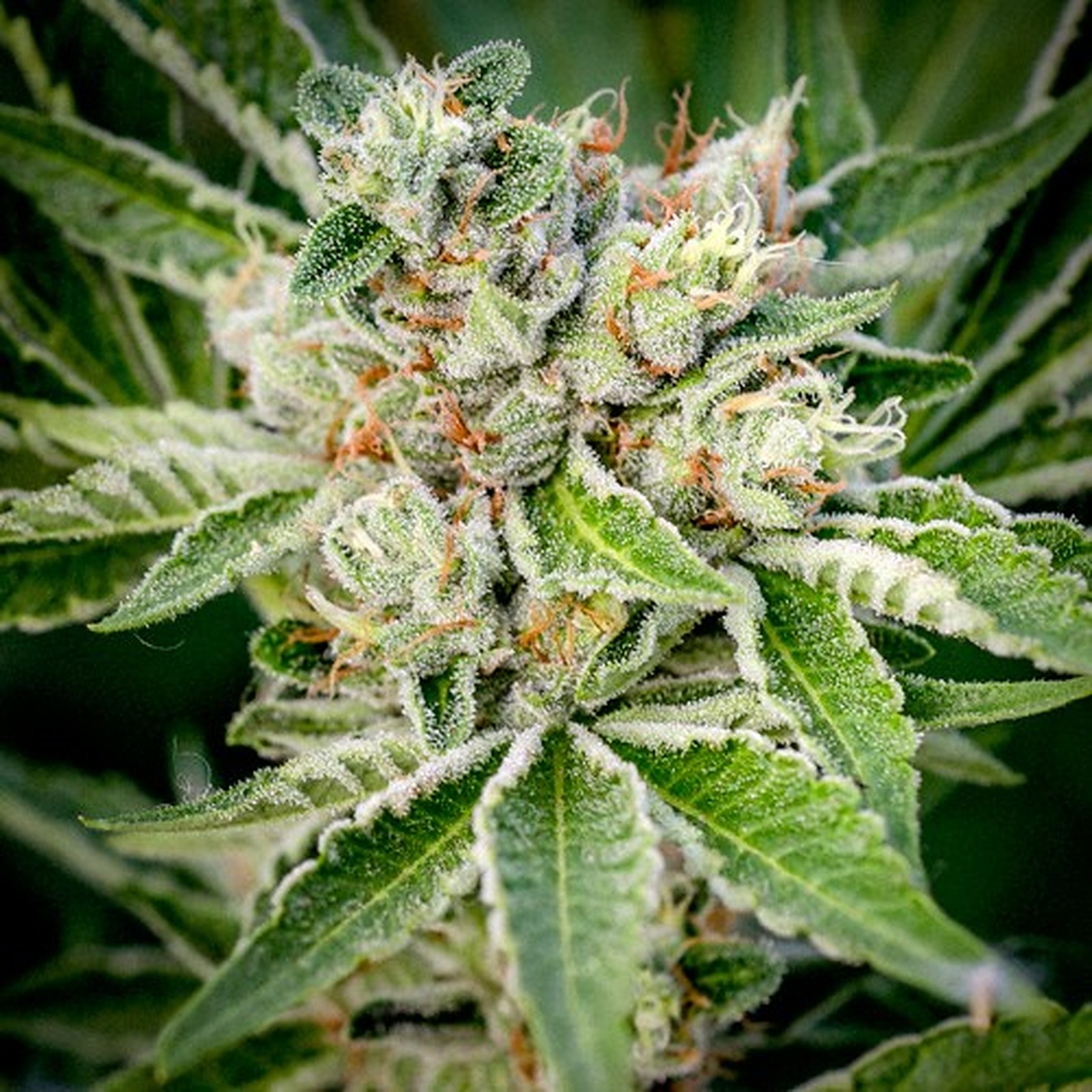 Triangle Kush Leafly