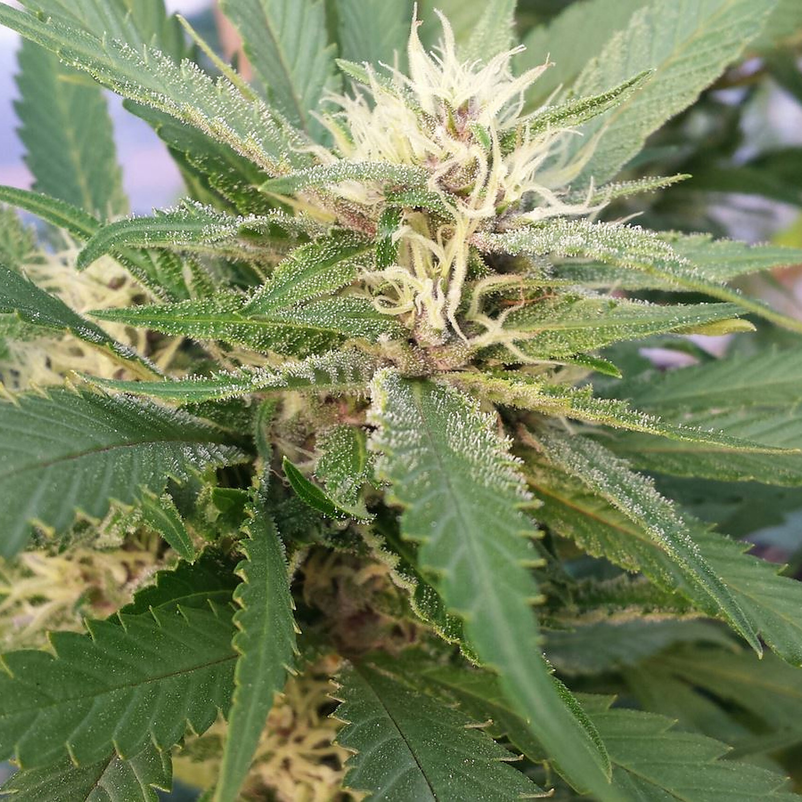 Blazed - Blue Dream (H) 14g