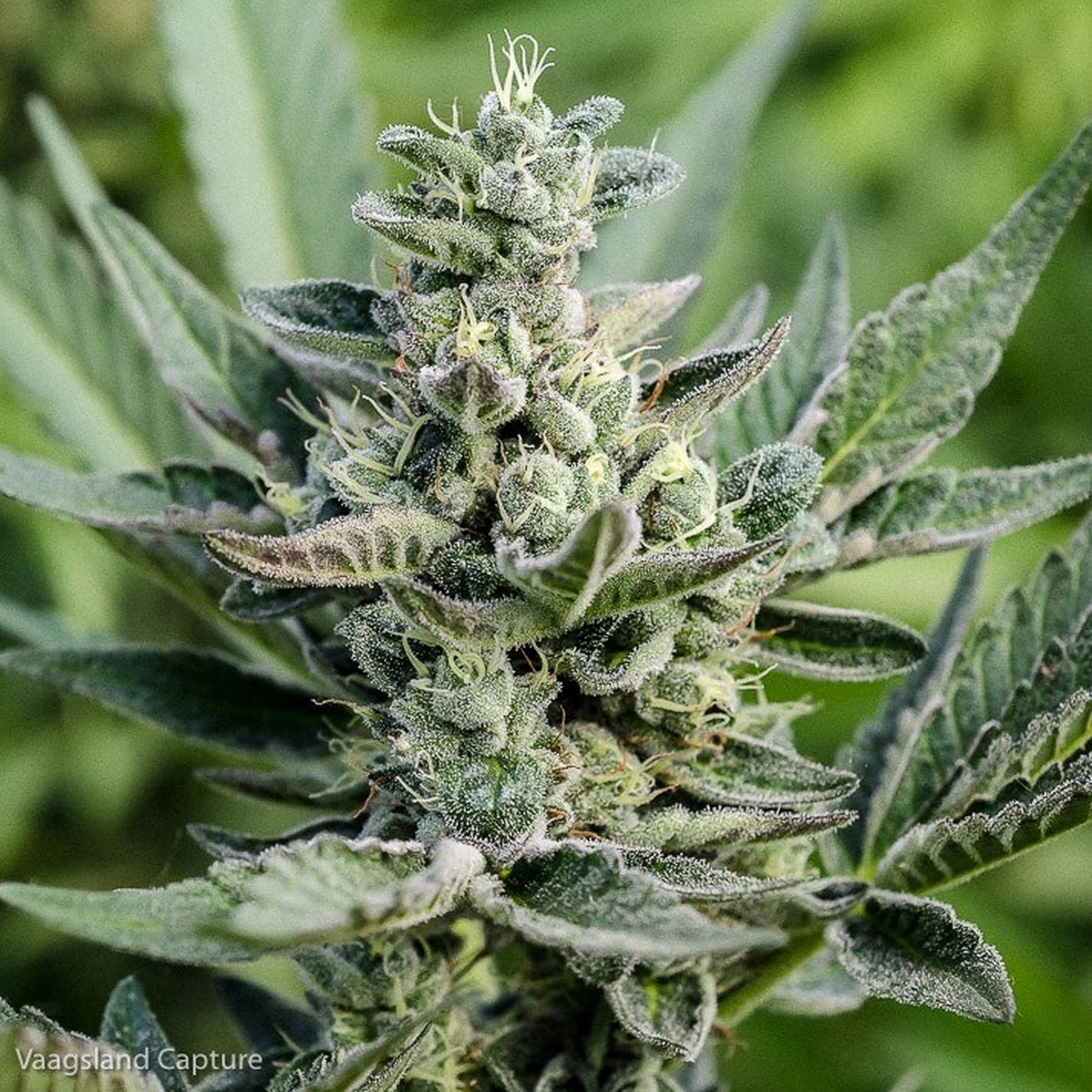 Puna Budder Cookies Leafly