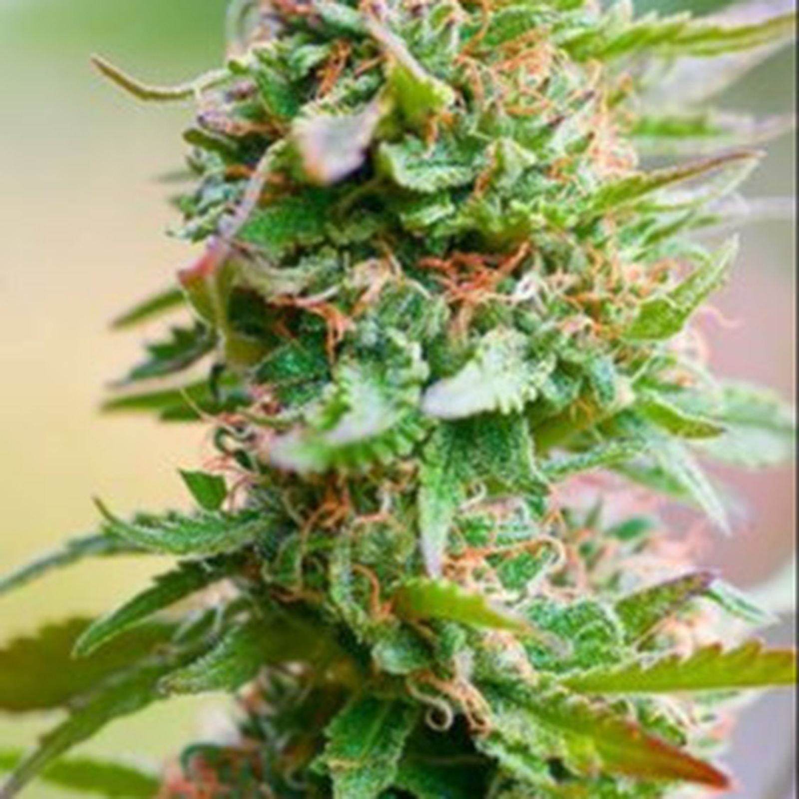 Puffin Farm CBD Nordle Leafly