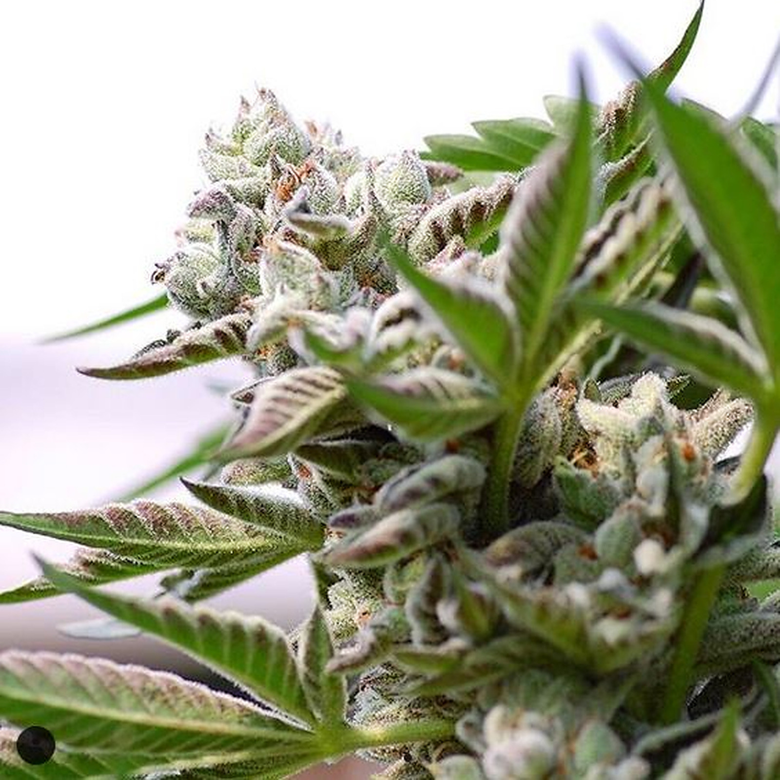 Sour Garlic Cookies Leafly