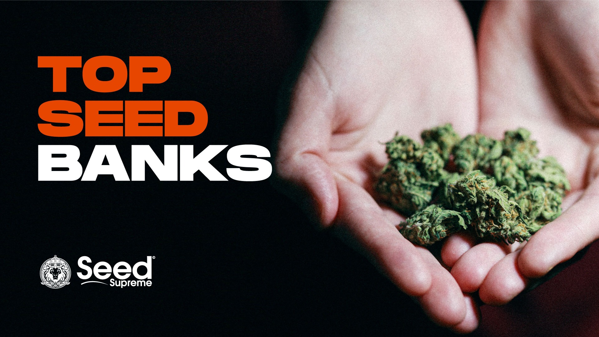 Seed Supreme Supreme weed starts with Supreme seeds. Leafly