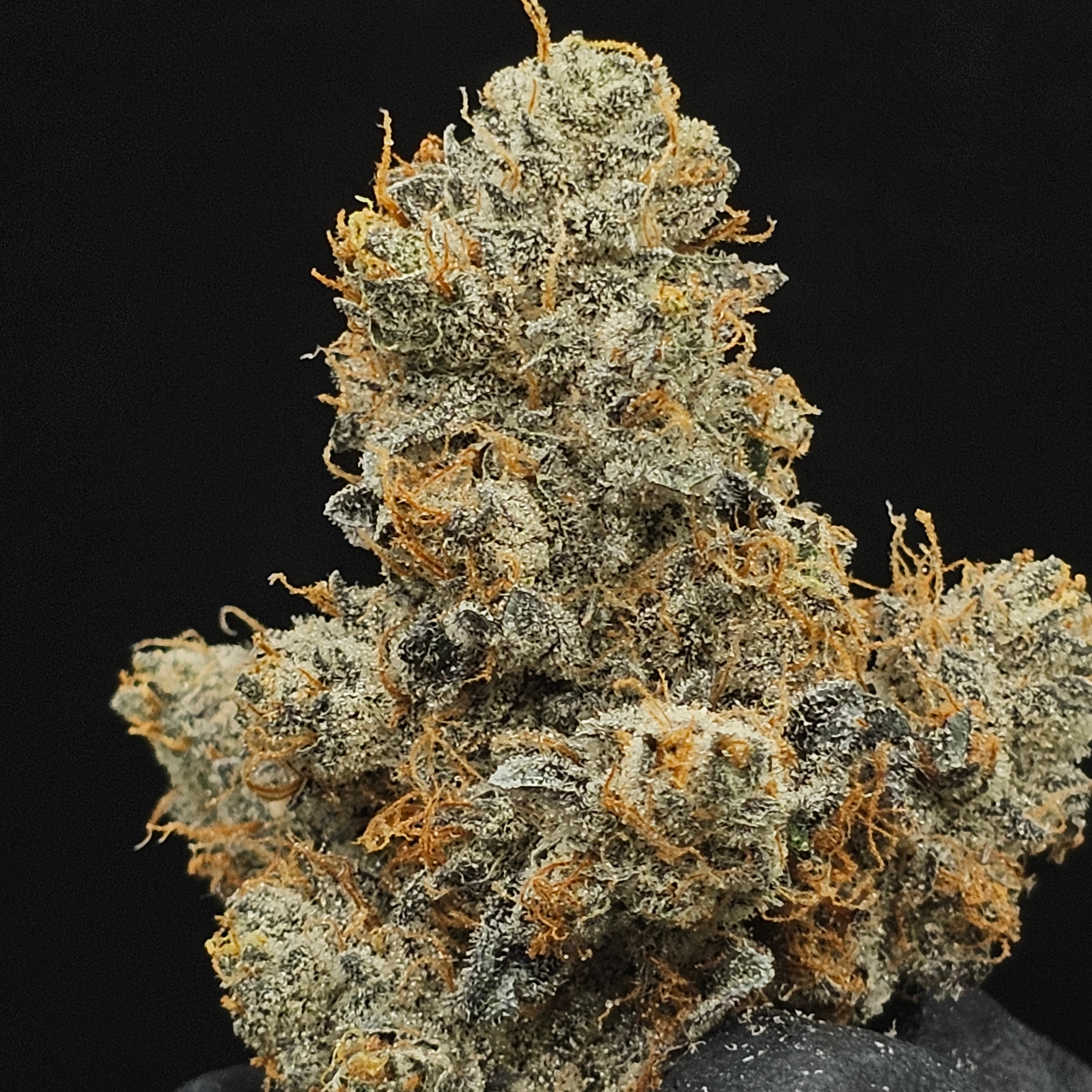 Lofty Cannabis: Purple Afghan Kush