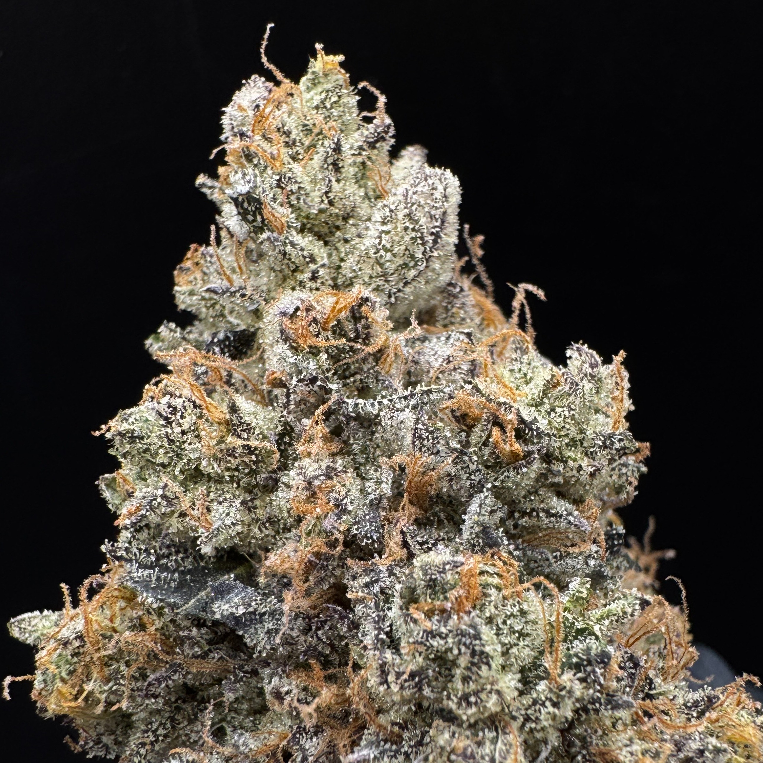 Lofty Cannabis: Baby Jay