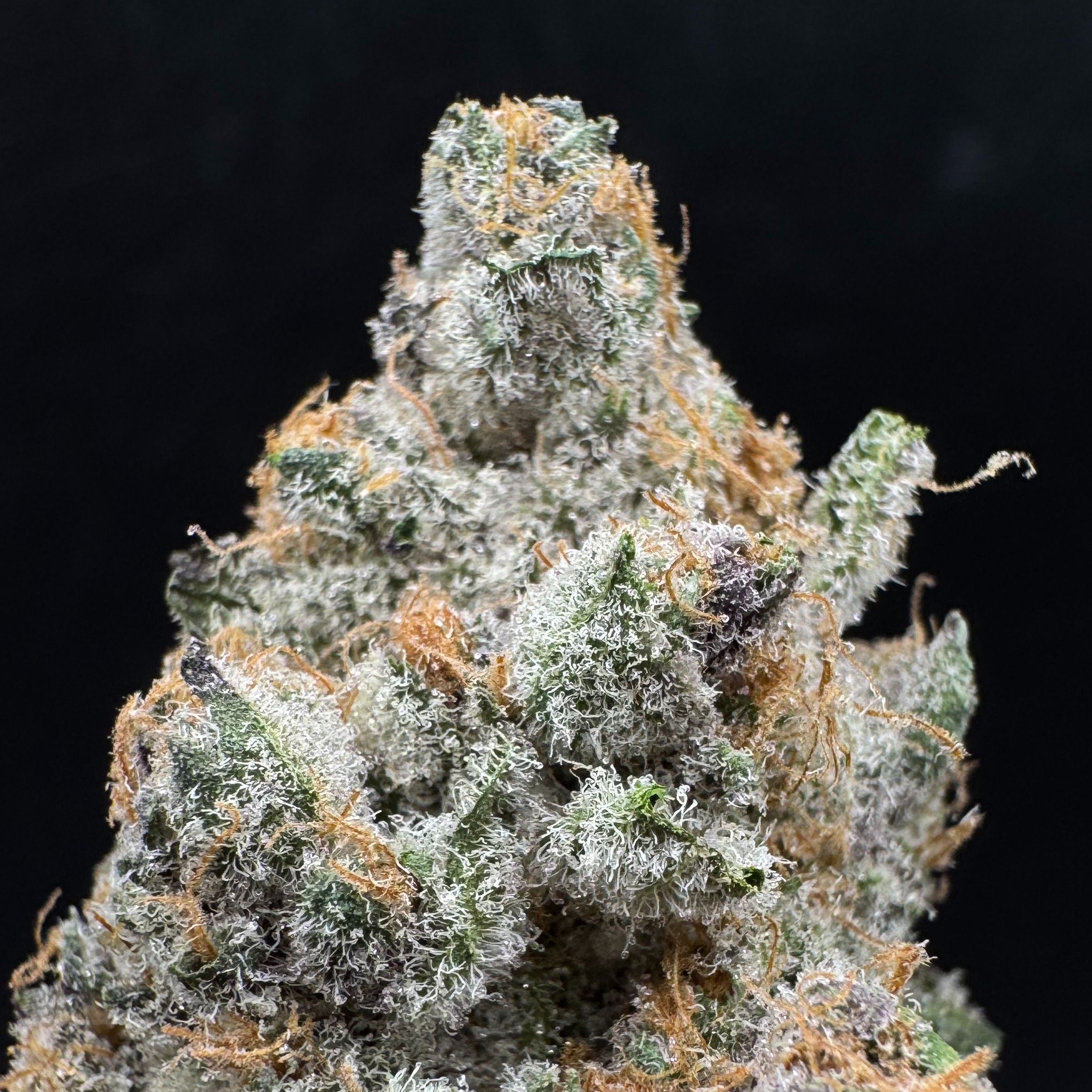 Otis Gardens: Super Boof