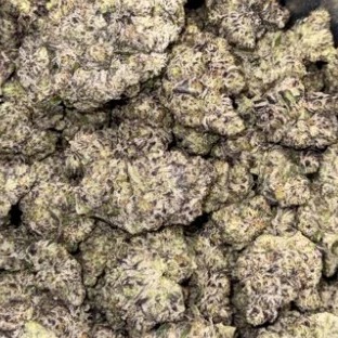Rosebud Growers: Orange Candy By Rosebud