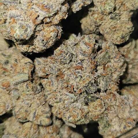 Atrium Farms: Scissor Queen