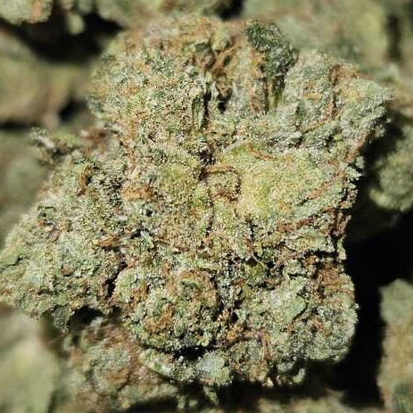Wicked Kind: SFV By Wicked Kind