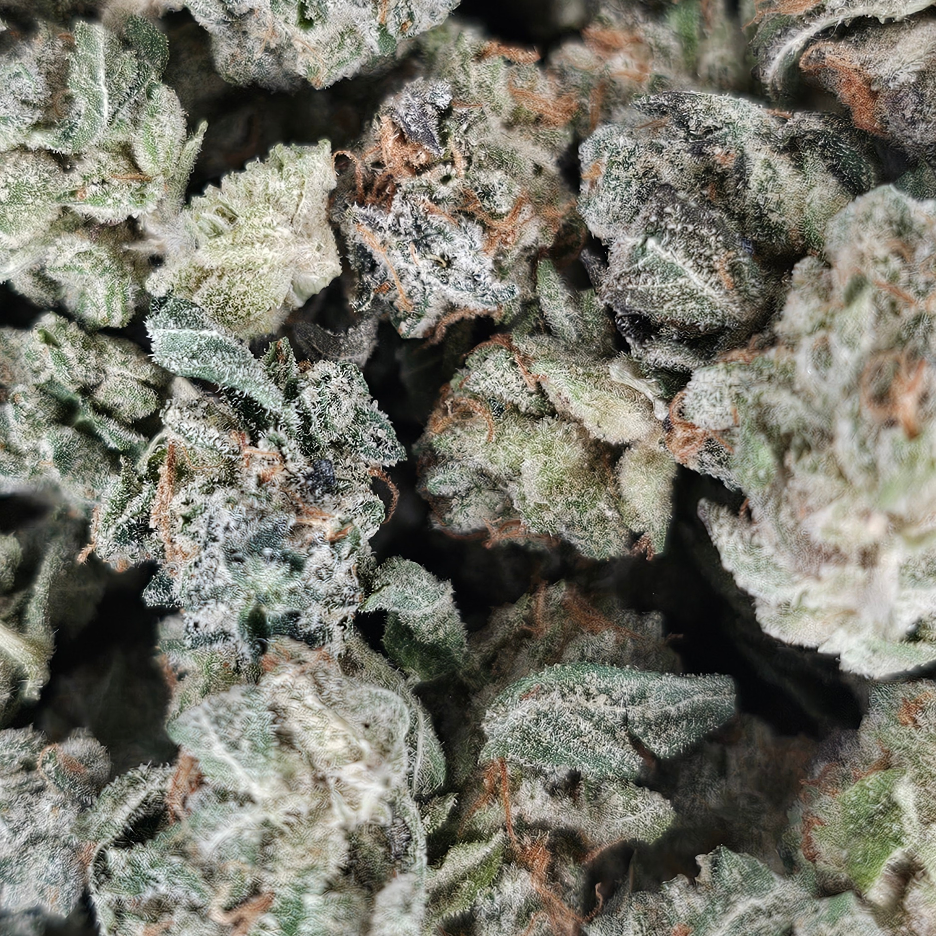 Legacy Gardens: Guava Tartz