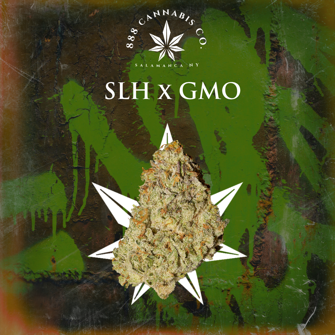 SLH x GMO