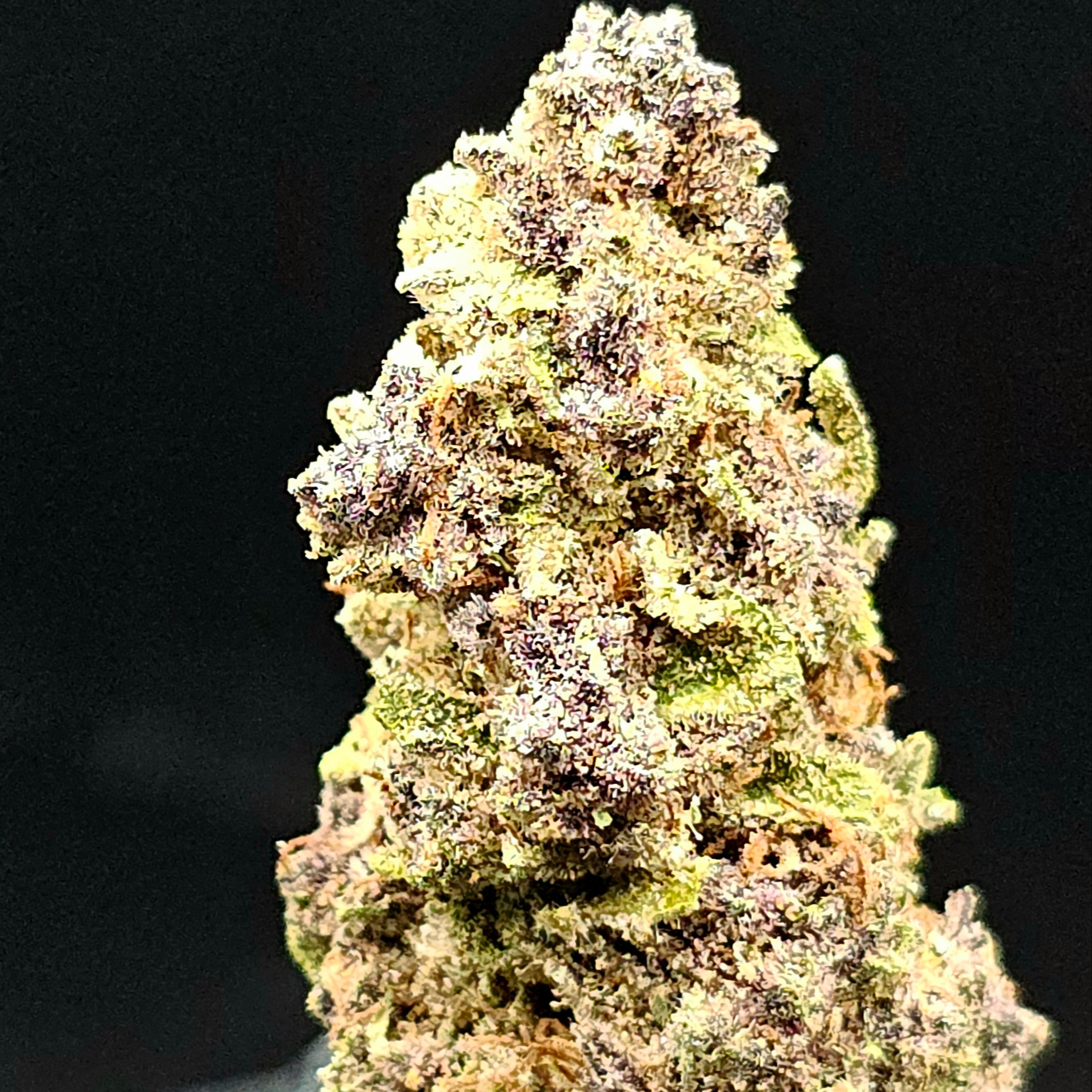 Trellis Farms: Tropicanna Hashplant