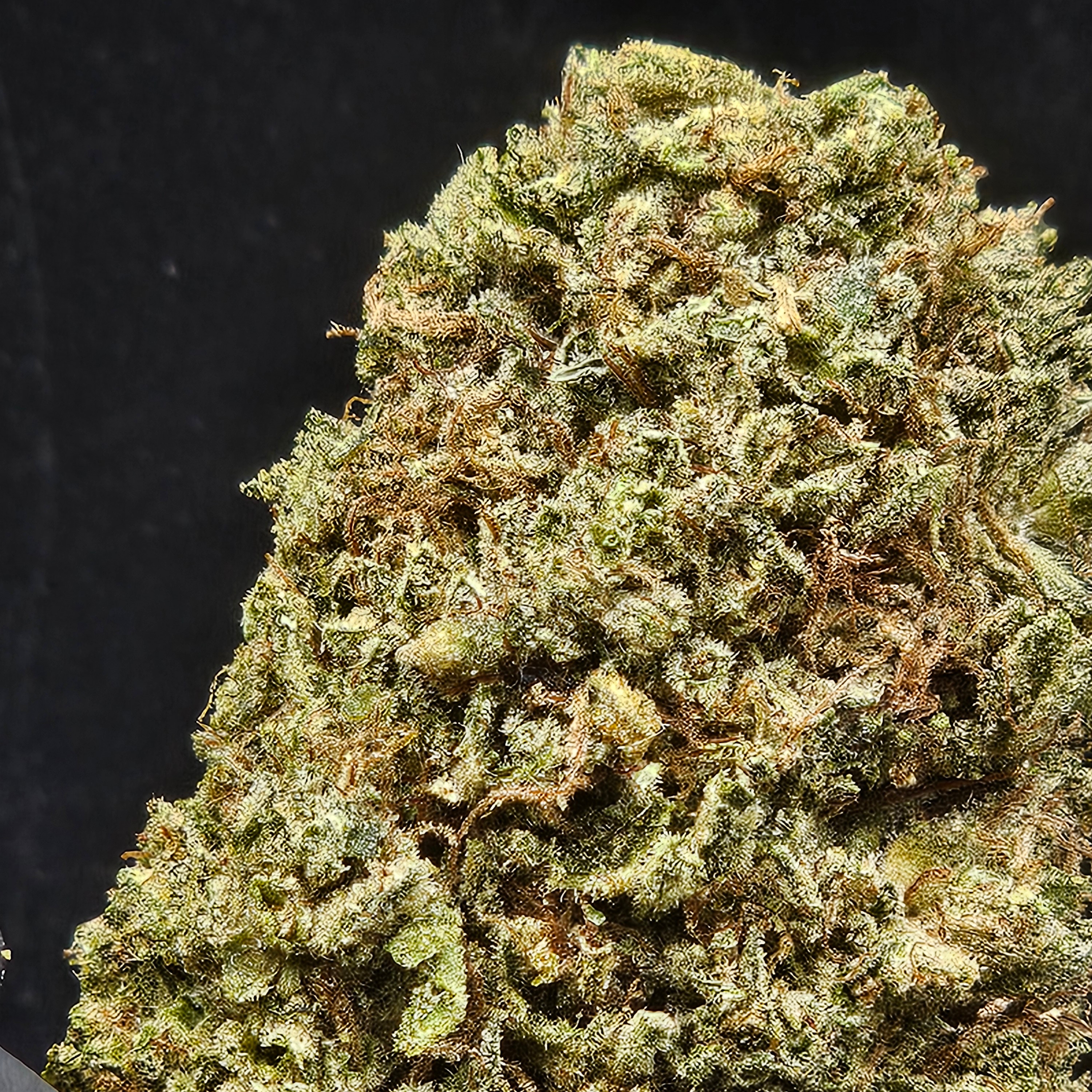 Millerville Farms: Golden Animal Sherb