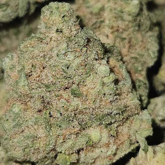 SLO MO: Humboldt Dream