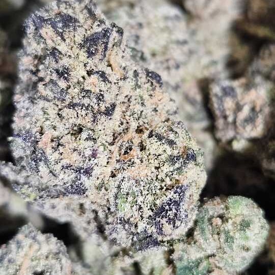 Otis Gardens: Grape Gas Gelatti