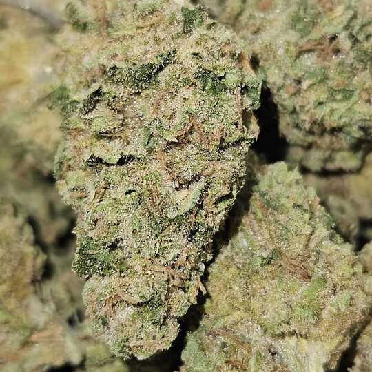 Earl Baker: Oregon Silver Lemons