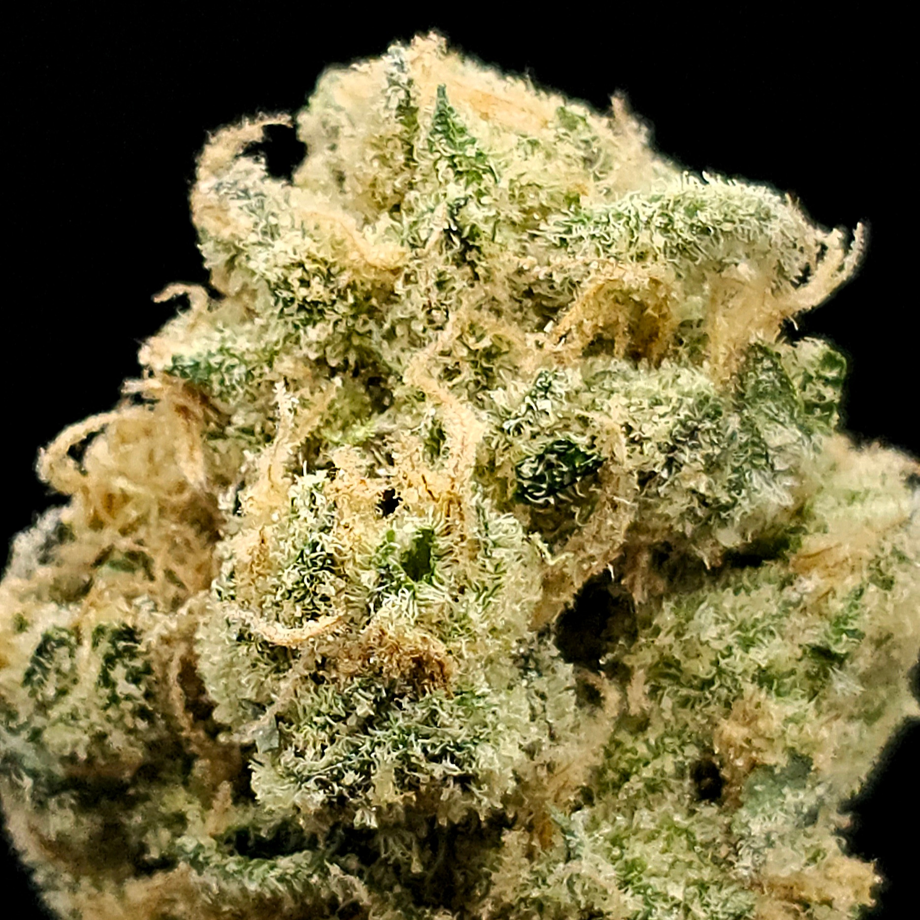 Highly Cultivated: Honey Bananas