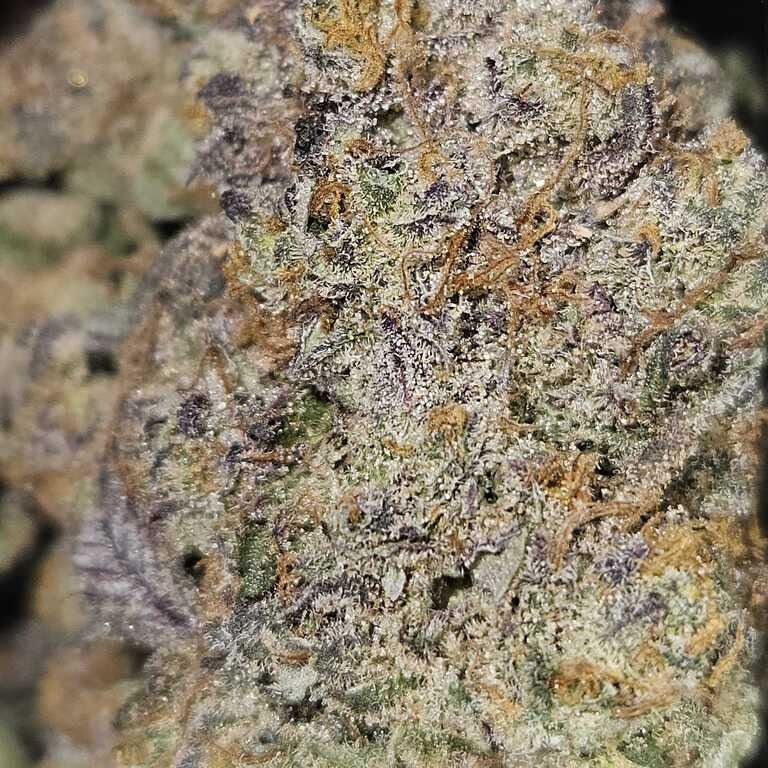 Panda Farms: Malibu Jack