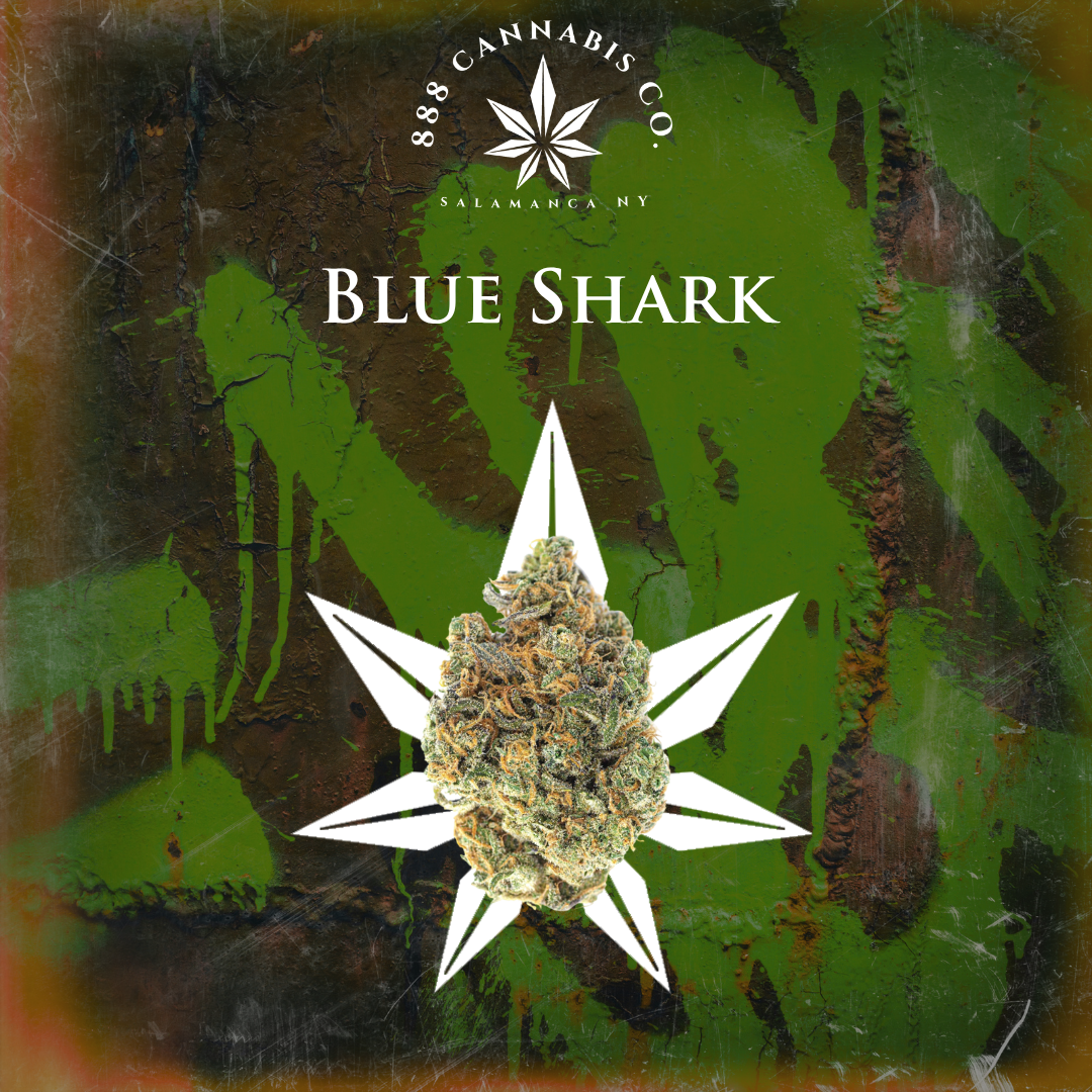 Blue Shark