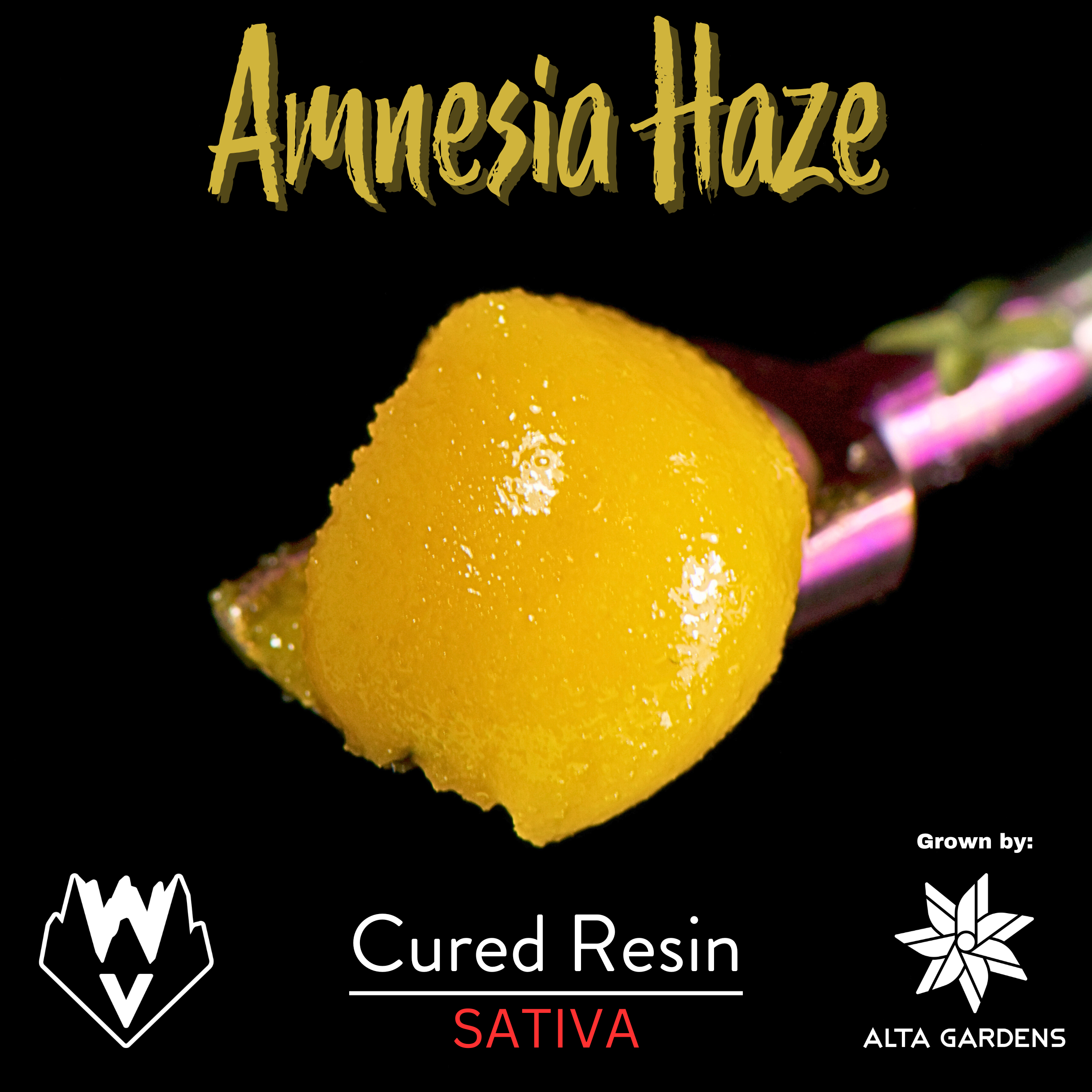 Willamette Valley Alchemy: Amnesia Haze