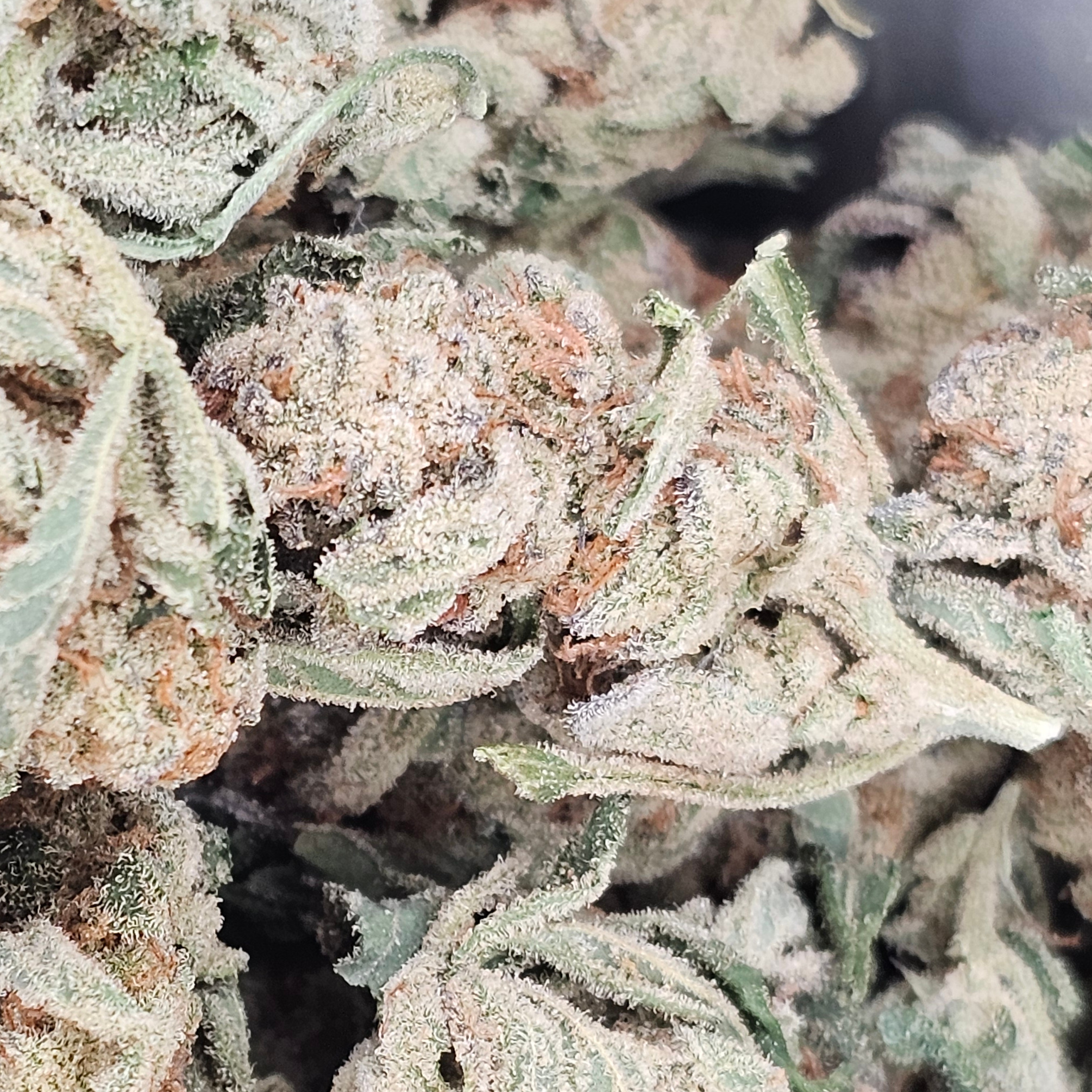 Gorge Grown: Glitter Bomb