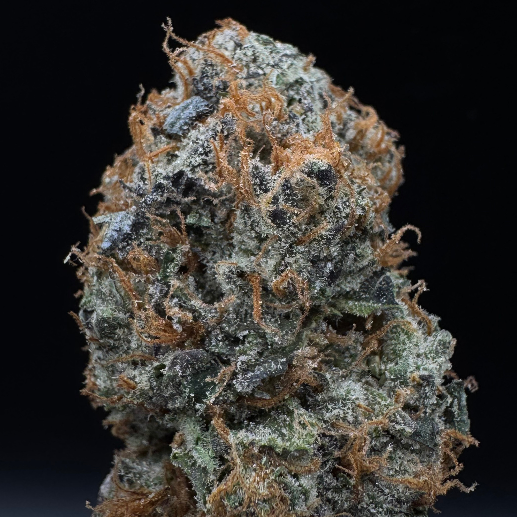 Fenario Farms: Mushroom Swiss