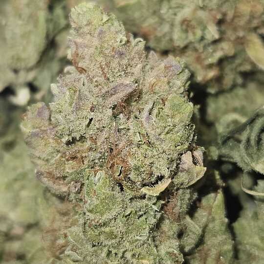 One: Durban Poison