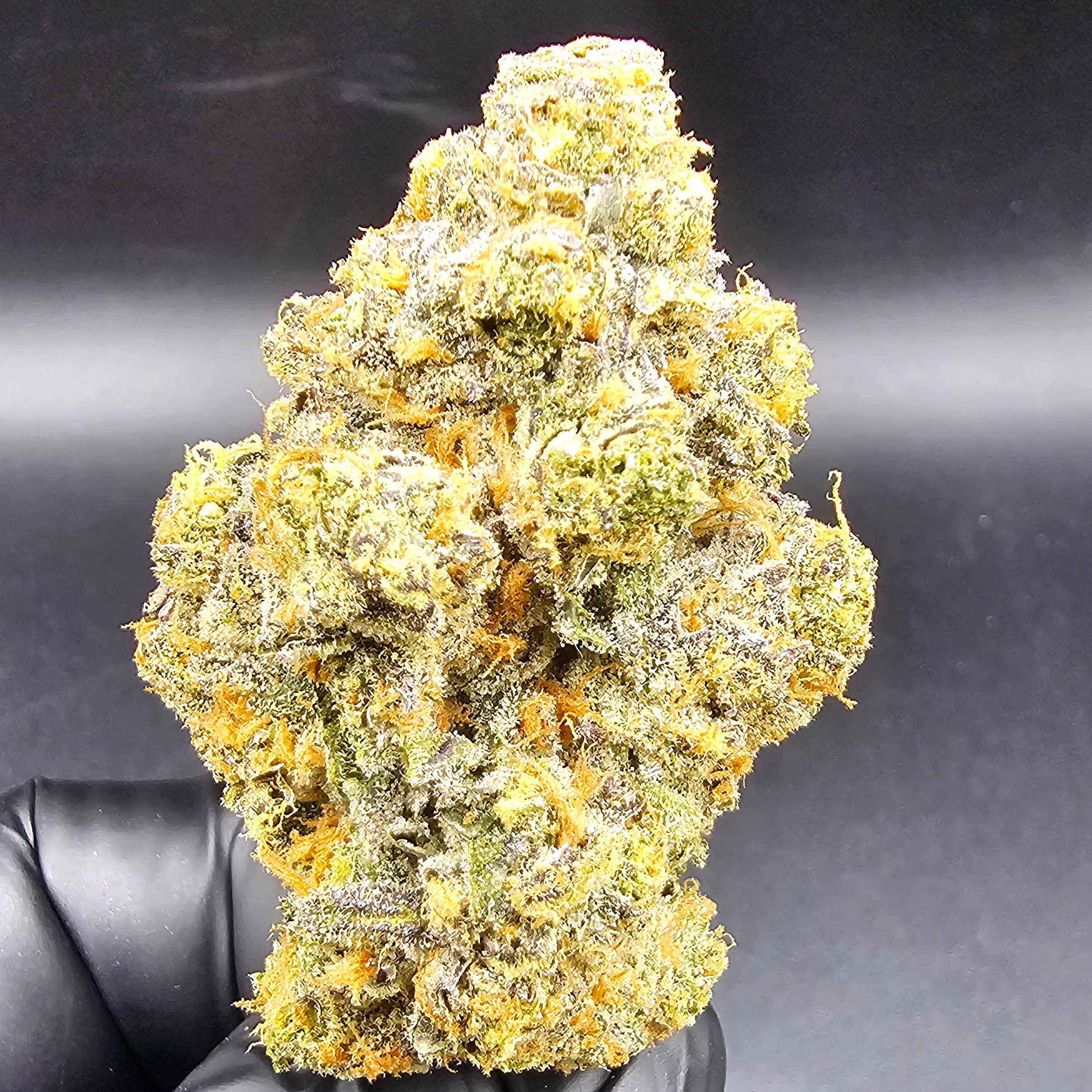 Urban Canna: Motor Peel