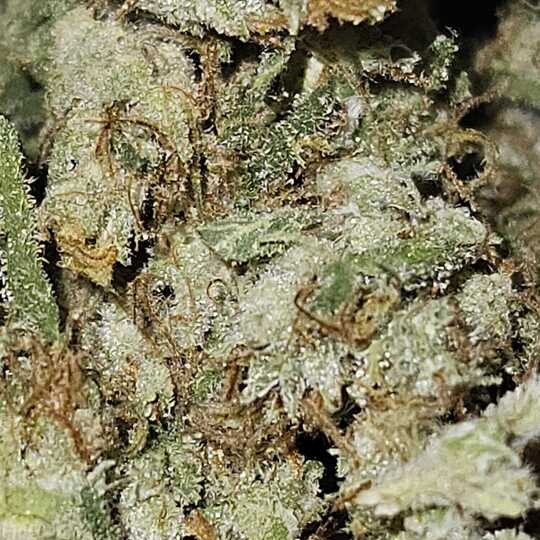 Oregrown: Panama Wreck By Oregrown