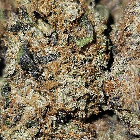 Pioneer Nuggets: Cadillac Rainbows