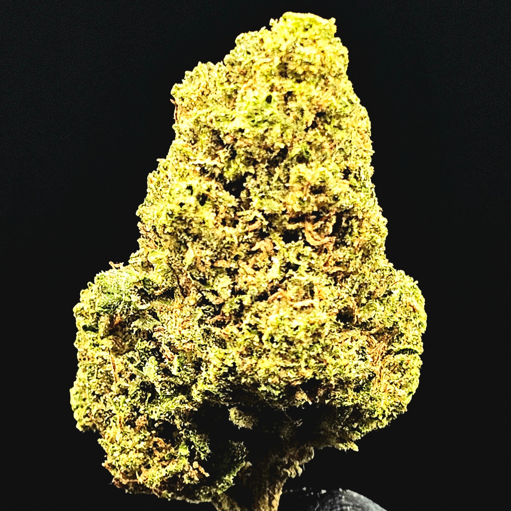 Williams Wonder Farms: Blue Suede Zookies