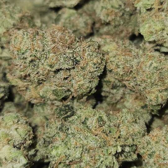 Otis Gardens: Cap N Jack