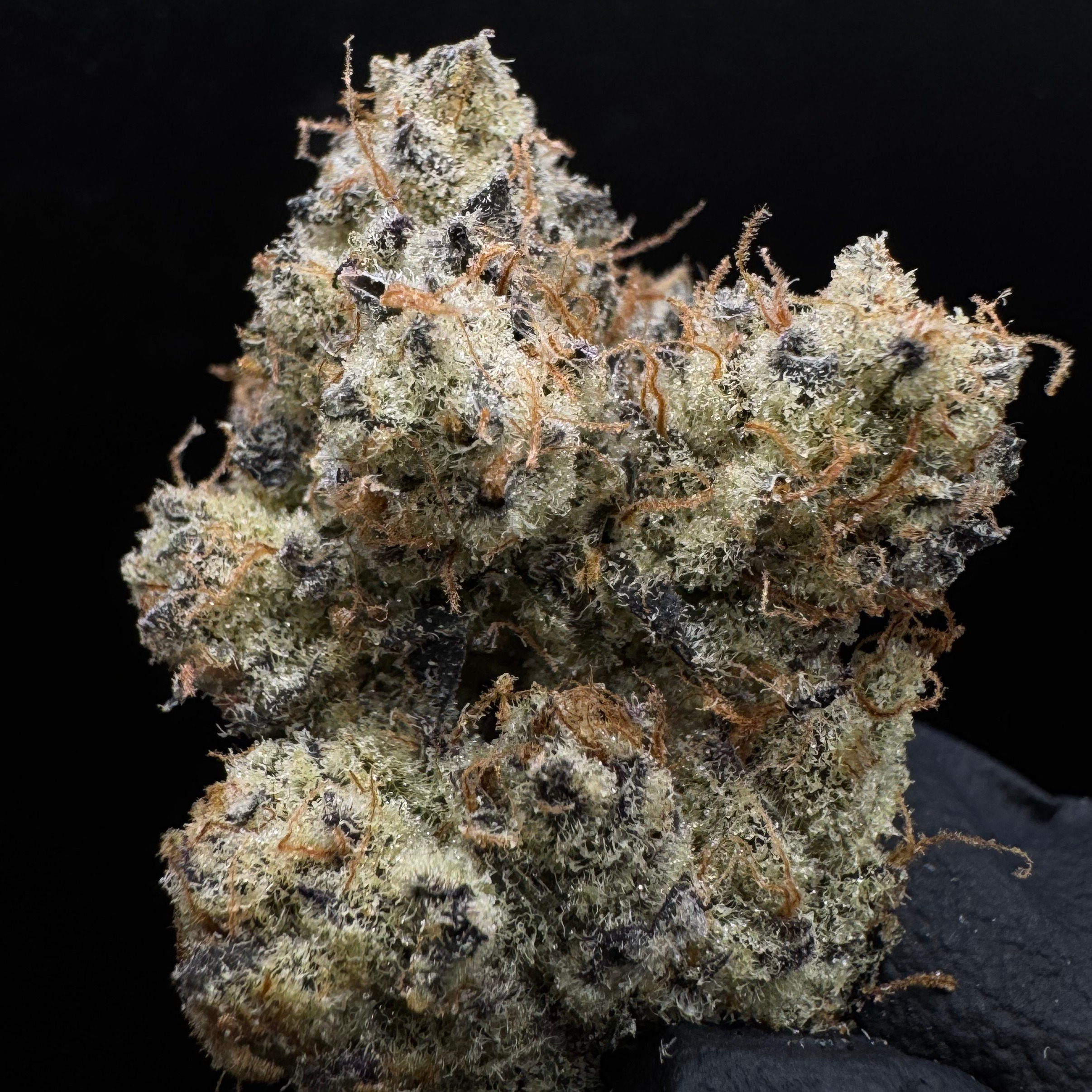Deep Creek Gardens: Coconut Cream