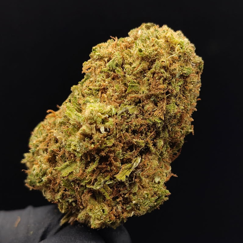 Trellis Farms: Aloha Jack